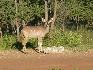 33   kudu.jpg